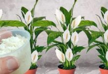 Sve što vam treba je 100g pirinča i spatifilum cvjeta gotovo NON-STOP: Nema bolesti, imamo 5 puta više lijepih listova i cvijeća! Sve što vam treba je 100g pirinča i spatifilum cvjeta gotovo NON-STOP: Nema bolesti, imamo 5 puta više lijepih listova i cvijeća! - featured image