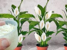 Sve što vam treba je 100g pirinča i spatifilum cvjeta gotovo NON-STOP: Nema bolesti, imamo 5 puta više lijepih listova i cvijeća! Sve što vam treba je 100g pirinča i spatifilum cvjeta gotovo NON-STOP: Nema bolesti, imamo 5 puta više lijepih listova i cvijeća! - featured image