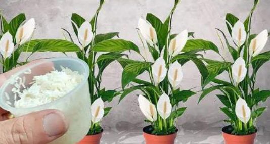 Sve što vam treba je 100g pirinča i spatifilum cvjeta gotovo NON-STOP: Nema bolesti, imamo 5 puta više lijepih listova i cvijeća! Sve što vam treba je 100g pirinča i spatifilum cvjeta gotovo NON-STOP: Nema bolesti, imamo 5 puta više lijepih listova i cvijeća! - featured image