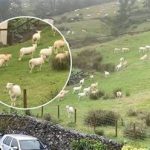 SNIMALA OVCE pa primjetila nešto vrlo čudno: “Nisam mogla vjerovati svojim očima! Kako je to moguće?”0Vo rade djeci u šumi, užaas SNIMALA OVCE pa primjetila nešto vrlo čudno: “Nisam mogla vjerovati svojim očima! Kako je to moguće?” - featured image