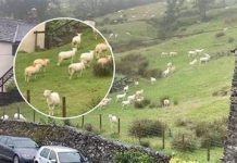 SNIMALA OVCE pa primjetila nešto vrlo čudno: “Nisam mogla vjerovati svojim očima! Kako je to moguće?”0Vo rade djeci u šumi, užaas SNIMALA OVCE pa primjetila nešto vrlo čudno: “Nisam mogla vjerovati svojim očima! Kako je to moguće?” - featured image