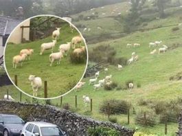 SNIMALA OVCE pa primjetila nešto vrlo čudno: “Nisam mogla vjerovati svojim očima! Kako je to moguće?”0Vo rade djeci u šumi, užaas SNIMALA OVCE pa primjetila nešto vrlo čudno: “Nisam mogla vjerovati svojim očima! Kako je to moguće?” - featured image