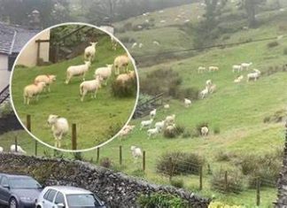 SNIMALA OVCE pa primjetila nešto vrlo čudno: “Nisam mogla vjerovati svojim očima! Kako je to moguće?”0Vo rade djeci u šumi, užaas SNIMALA OVCE pa primjetila nešto vrlo čudno: “Nisam mogla vjerovati svojim očima! Kako je to moguće?” - featured image