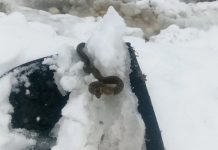 Viđena zmija u snijegu, narodno vjerovanje kaže da je to ZNAK: SPREMITE SE NA 0VAJ UŽAAS Viđena zmija u snijegu, narodno vjerovanje kaže da je to ZNAK - featured image