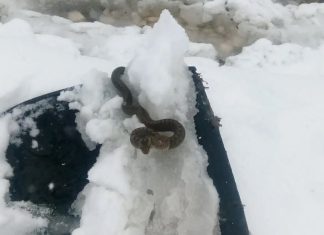 Viđena zmija u snijegu, narodno vjerovanje kaže da je to ZNAK: SPREMITE SE NA 0VAJ UŽAAS Viđena zmija u snijegu, narodno vjerovanje kaže da je to ZNAK - featured image