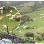 SNIMALA OVCE pa primjetila nešto vrlo čudno: “Nisam mogla vjerovati svojim očima! Kako je to moguće?” SNIMALA OVCE pa primjetila nešto vrlo čudno: “Nisam mogla vjerovati svojim očima! Kako je to moguće?” - featured image