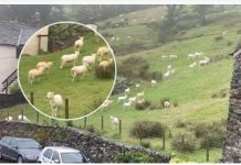 SNIMALA OVCE pa primjetila nešto vrlo čudno: “Nisam mogla vjerovati svojim očima! Kako je to moguće?” SNIMALA OVCE pa primjetila nešto vrlo čudno: “Nisam mogla vjerovati svojim očima! Kako je to moguće?” - featured image