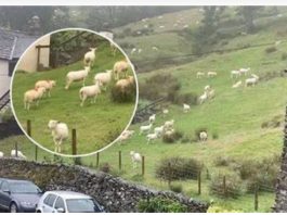 SNIMALA OVCE pa primjetila nešto vrlo čudno: “Nisam mogla vjerovati svojim očima! Kako je to moguće?” SNIMALA OVCE pa primjetila nešto vrlo čudno: “Nisam mogla vjerovati svojim očima! Kako je to moguće?” - featured image