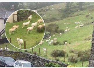 SNIMALA OVCE pa primjetila nešto vrlo čudno: “Nisam mogla vjerovati svojim očima! Kako je to moguće?” SNIMALA OVCE pa primjetila nešto vrlo čudno: “Nisam mogla vjerovati svojim očima! Kako je to moguće?” - featured image