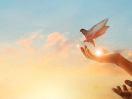 Narodno vjerovanje koje rijetko ko zna: Što znači kada vam ptica sleti na prozor ili pokuca na staklo