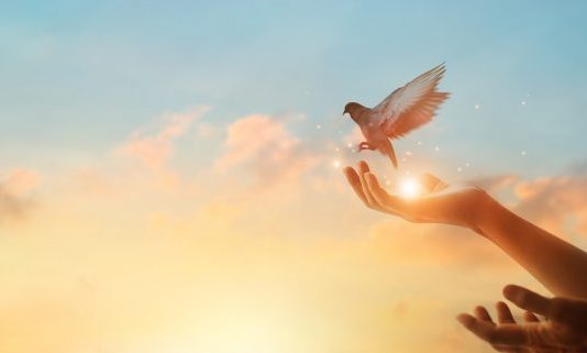 Narodno vjerovanje koje rijetko ko zna: Što znači kada vam ptica sleti na prozor ili pokuca na staklo