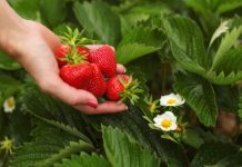 OVIM đubrivom prihranite jagode na početku marta za obilje krupnih plodova