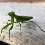Ako vam bogomoljka uđe u stan budite srećni: Kažu da s razlogom bira kuću, a poruka koju nosi je predivna