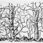 Psihološki test koji otkriva vašu pravu snagu: Životinja koju primetite prvo otkriva tajne vaše ličnosti