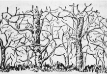 Psihološki test koji otkriva vašu pravu snagu: Životinja koju primetite prvo otkriva tajne vaše ličnosti