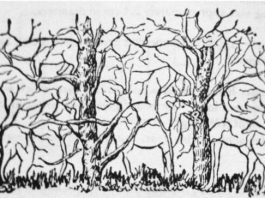 Psihološki test koji otkriva vašu pravu snagu: Životinja koju primetite prvo otkriva tajne vaše ličnosti