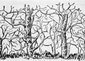 Psihološki test koji otkriva vašu pravu snagu: Životinja koju primetite prvo otkriva tajne vaše ličnosti