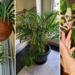 OVA BILJKA UKLANJA OTROVE IZ DOMA! Pročišćava vazduh, upija toksine, podiže nivo kiseonika