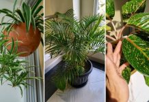 OVA BILJKA UKLANJA OTROVE IZ DOMA! Pročišćava vazduh, upija toksine, podiže nivo kiseonika