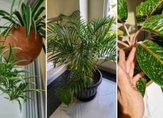 OVA BILJKA UKLANJA OTROVE IZ DOMA! Pročišćava vazduh, upija toksine, podiže nivo kiseonika