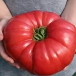 Odlučila je otkriti svoju tajnu: ako poslušate savjet paradajz u vašoj bašti će nicati kao lud I biće preukusan….