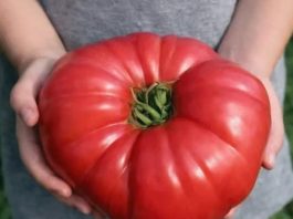 Odlučila je otkriti svoju tajnu: ako poslušate savjet paradajz u vašoj bašti će nicati kao lud I biće preukusan….