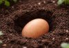 Zakopajte jaje u zemlju i bićete zahvalni