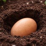 Zakopajte jaje u zemlju i bićete zahvalni