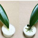 SVE ŠTO VAM TREBA JE PIRINAČ: Listovi orhideje odmah se ukorijene i cvjetaju tokom cijele godine!
