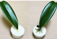 SVE ŠTO VAM TREBA JE PIRINAČ: Listovi orhideje odmah se ukorijene i cvjetaju tokom cijele godine!