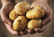 KROMPIR MOŽE BITI VEOMA OPASAN KADA IZGLEDA OVAKO: U ovoj situaciji je bolje da ga bacite, nego da ga pojedete