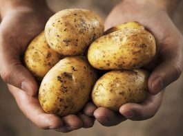 KROMPIR MOŽE BITI VEOMA OPASAN KADA IZGLEDA OVAKO: U ovoj situaciji je bolje da ga bacite, nego da ga pojedete