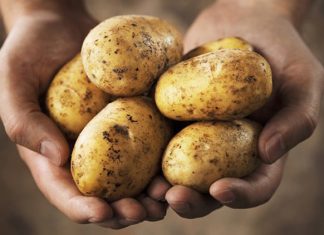 KROMPIR MOŽE BITI VEOMA OPASAN KADA IZGLEDA OVAKO: U ovoj situaciji je bolje da ga bacite, nego da ga pojedete