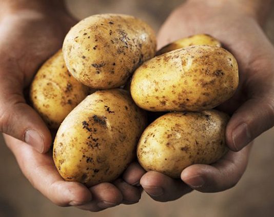 KROMPIR MOŽE BITI VEOMA OPASAN KADA IZGLEDA OVAKO: U ovoj situaciji je bolje da ga bacite, nego da ga pojedete