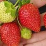 0VIM đubrivom hranite jagode na početku marta: lMAT ĆETE 0BlLNE I KRUPNE PL0D0VE…