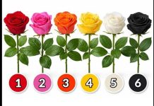 Uberi ružu i otkrij kakva si žena…..