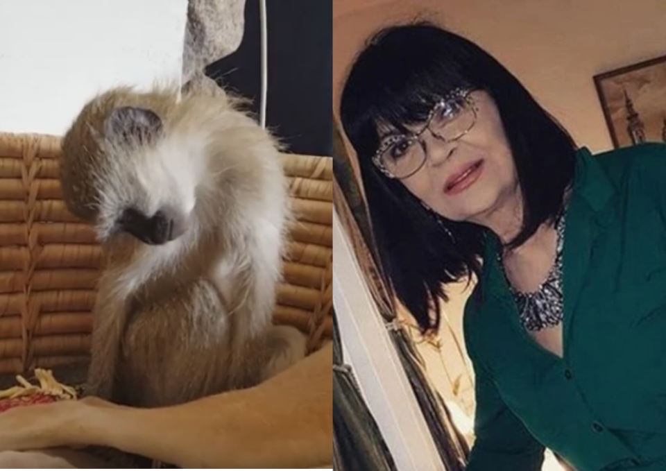 Nada Obrić živela sa majmunom, hranila ga, sa sobom vodila: Nije ni slutila šta će je te večeri snaći u podrumu - featured image Nada Obrić živela sa majmunom, hranila ga, sa sobom vodila: Nije ni slutila šta će je te večeri snaći u podrumu - featured image