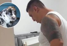 “Bacio ga, od udarca mu je naprslo koleno”: Kristina objavila jeziv snimak povređenog psa, Kristijan podivljao "Bacio ga, od udarca mu je naprslo koleno": Kristina objavila jeziv snimak povređenog psa, Kristijan podivljao - featured image