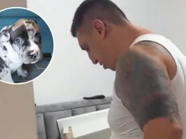 “Bacio ga, od udarca mu je naprslo koleno”: Kristina objavila jeziv snimak povređenog psa, Kristijan podivljao "Bacio ga, od udarca mu je naprslo koleno": Kristina objavila jeziv snimak povređenog psa, Kristijan podivljao - featured image