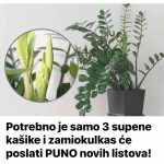 Potrebno je samo 3 supene kašike i zamiokulkas će poslati PUNO novih listova!