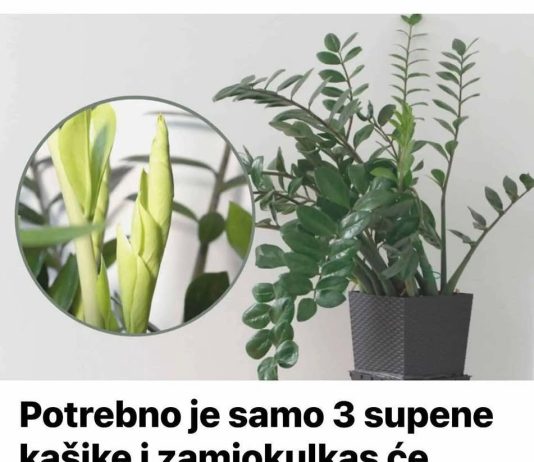 Potrebno je samo 3 supene kašike i zamiokulkas će poslati PUNO novih listova!