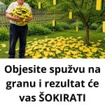 Objesite spužvu na granu i rezultat će vas ŠOKIRATI…