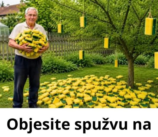 Objesite spužvu na granu i rezultat će vas ŠOKIRATI…