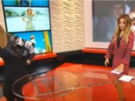 “SVE BIH VAS ZAPALILA, ZA KOSU BIH TE IZVUKLA!” Goca Tržan skočila na voditeljku, a kad čujete RAZLOG, sve će vam biti jasno: “Jesi li ti, bre, normalna?!”Kakav skandal u emisiji(VIDEO)