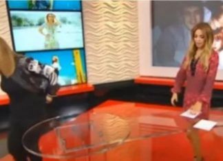 “SVE BIH VAS ZAPALILA, ZA KOSU BIH TE IZVUKLA!” Goca Tržan skočila na voditeljku, a kad čujete RAZLOG, sve će vam biti jasno: “Jesi li ti, bre, normalna?!”Kakav skandal u emisiji(VIDEO)